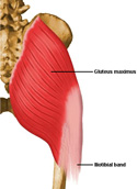 Gluteus Maximus