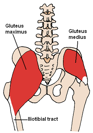 Gluteus Medius