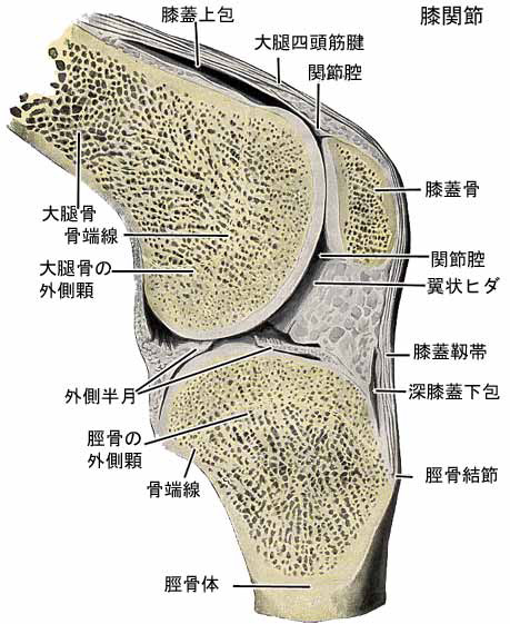 靭帯 炎 膝蓋 「走ると膝の下が痛い…」膝蓋靭帯炎の原因と改善方法